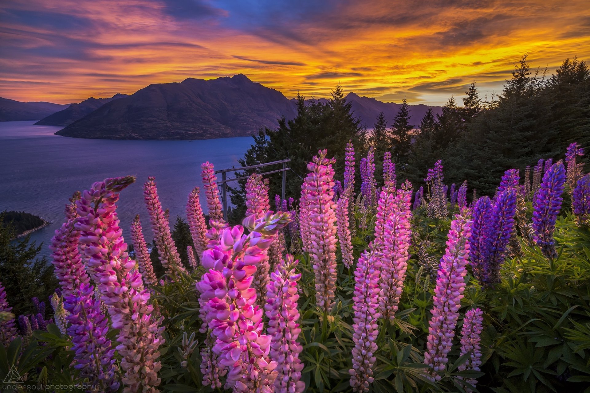 coucher de soleil lac montagnes panorama fleurs