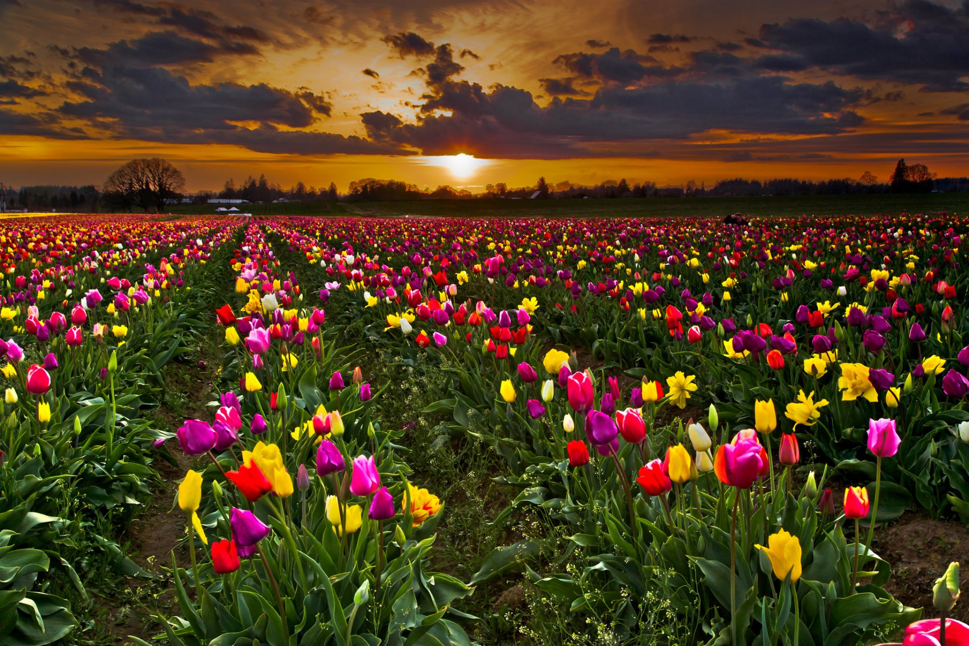 cielo nuvole tramonto campo piantagione fiori tulipani