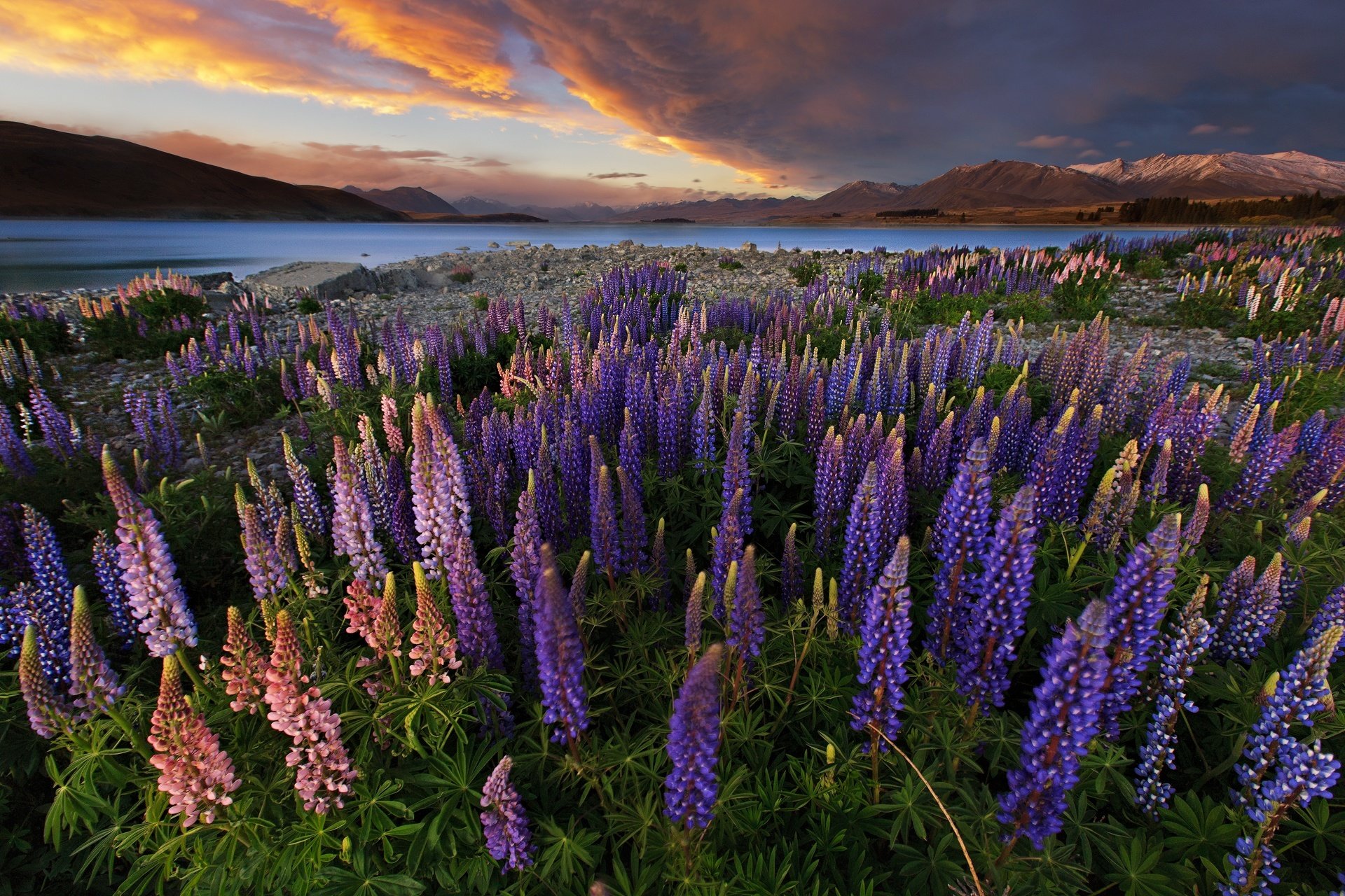 amy nature flowers new zealand lake mountains field sky lupines evening sunset hd