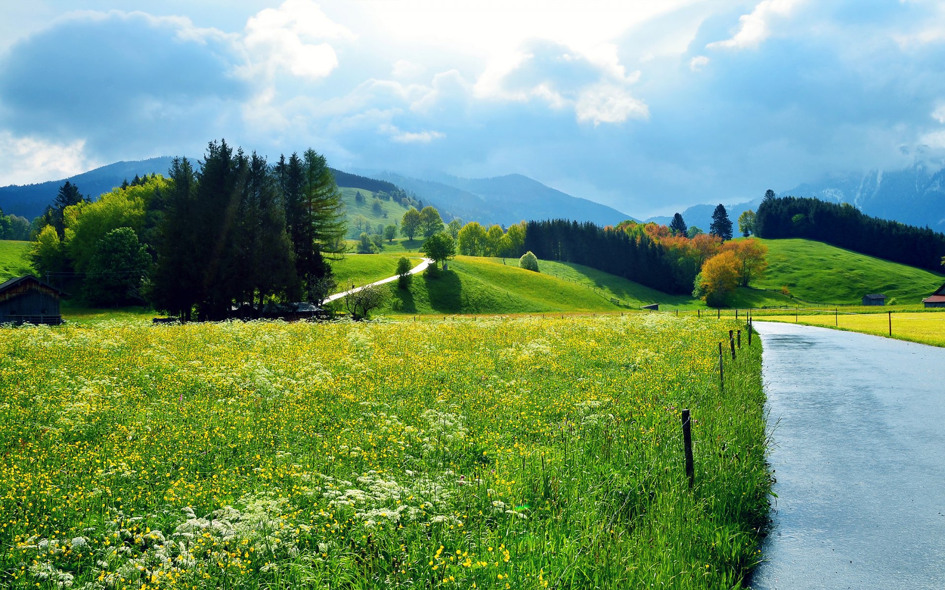 campi estate strada soleggiato alberi fiori