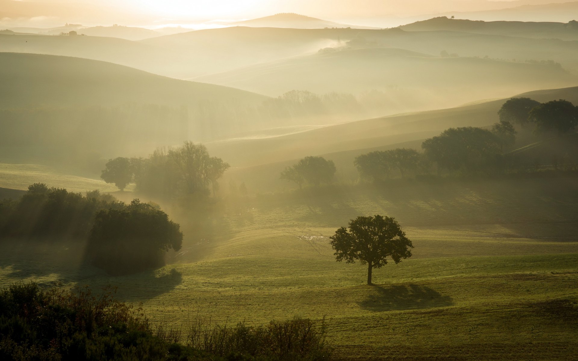 champ matin brouillard paysage