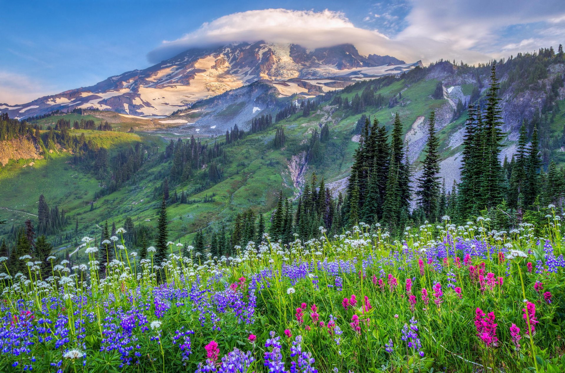 united states mountain hills tree clouds field flower nature