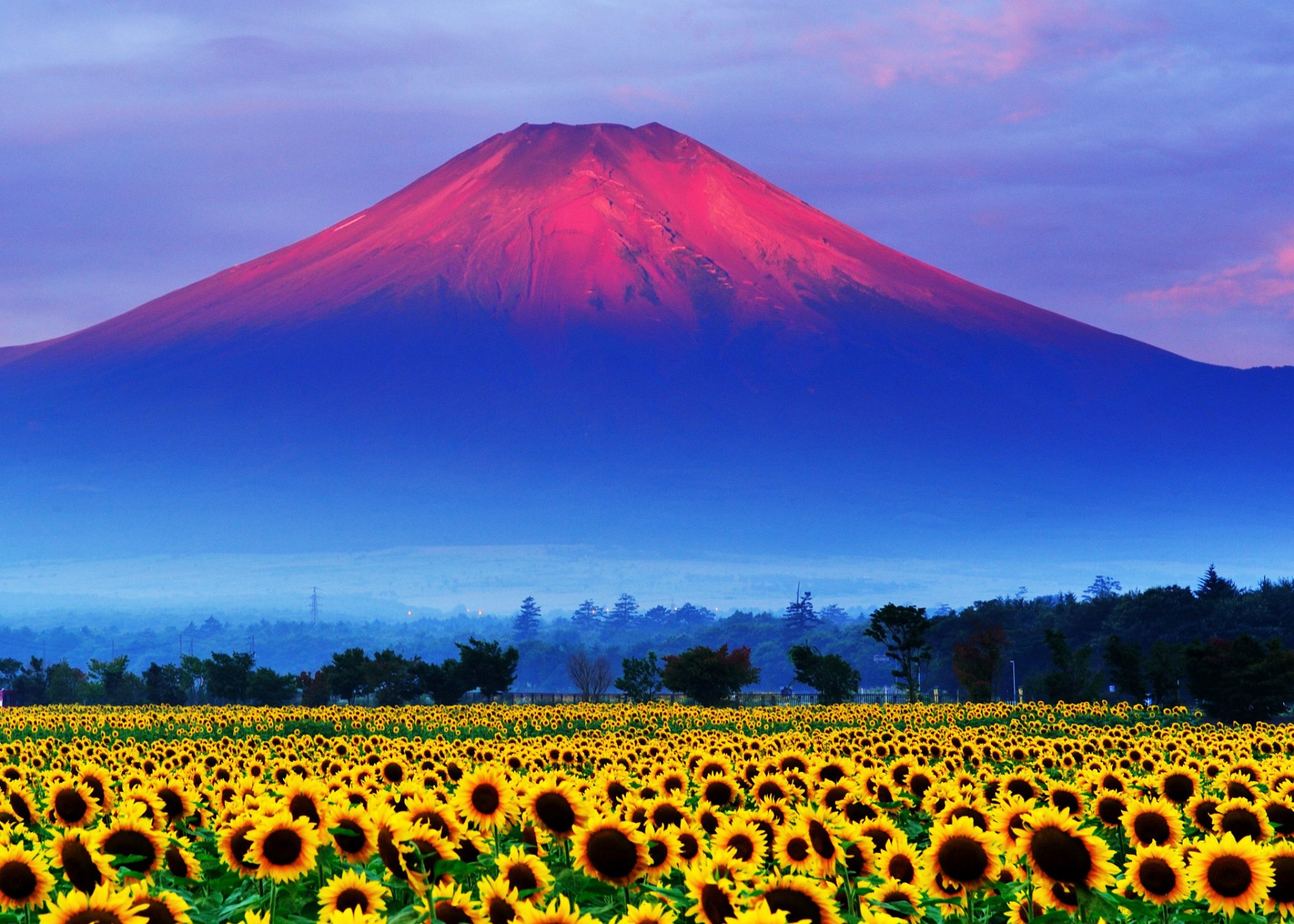 japón monte fuji cielo puesta de sol campo girasol