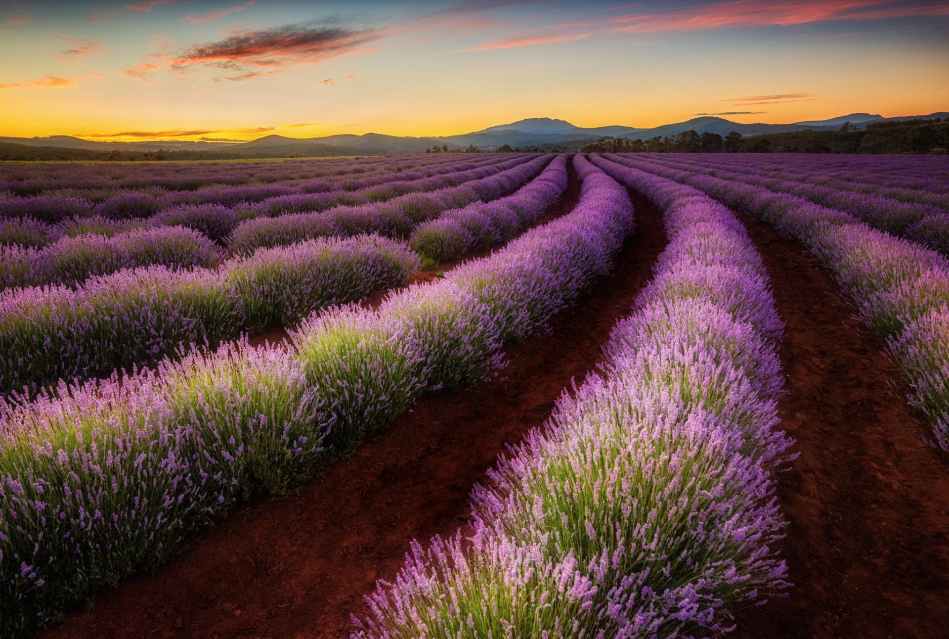 australia tasmania valle campo lavanda