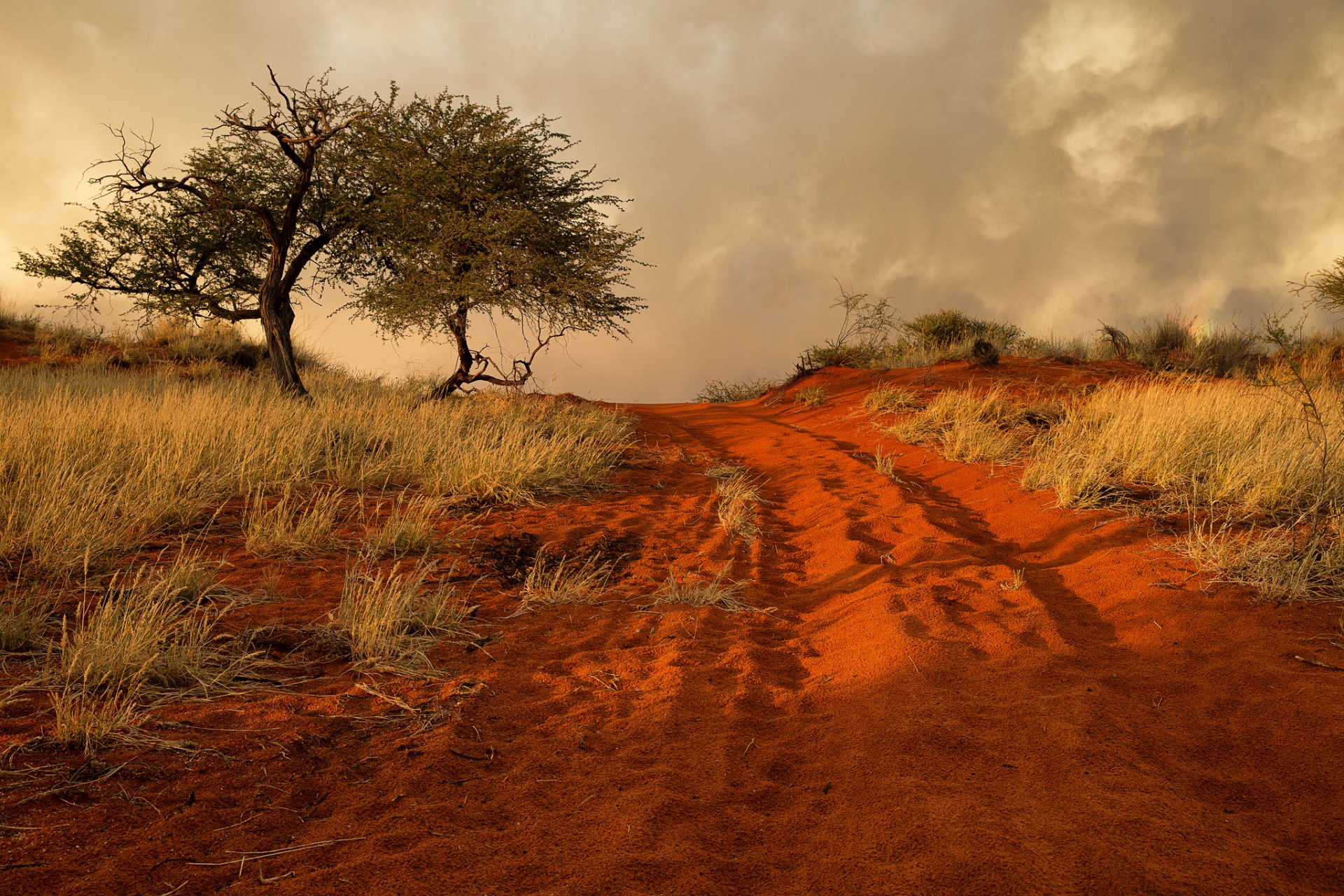 namibia afrika hügel gras baum sand straße