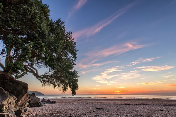 Hermosa puesta de sol en la costa con un árbol