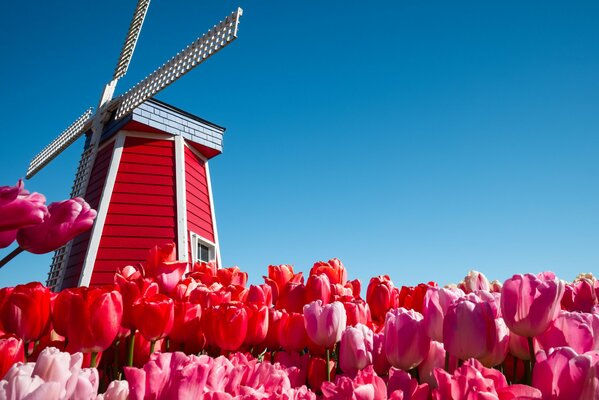 Netherlands, tulips and a windmill are visible