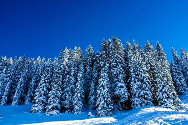 Winter landscape with snow trees