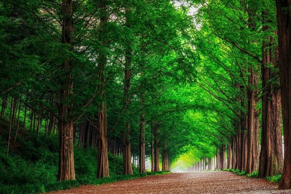 Paisaje con camino forestal