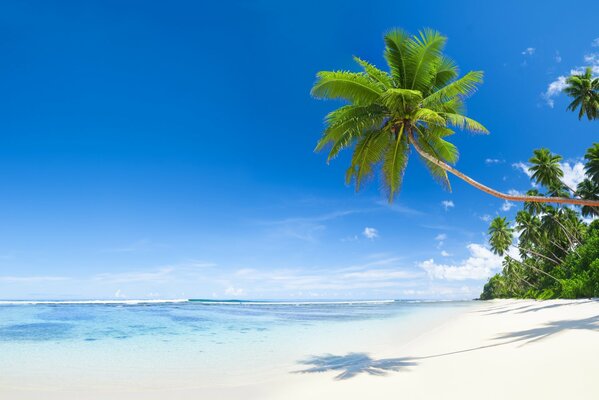 A palm tree above the sea coast and a beach with sand