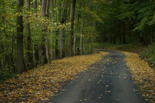 Autumn road in the middle of the forest