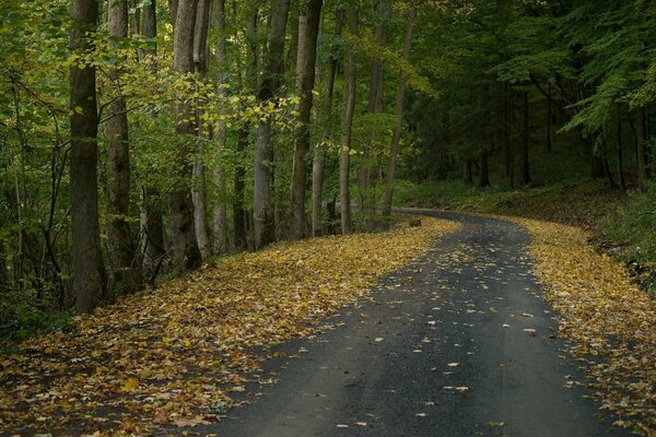 Осения дорога по середине леса