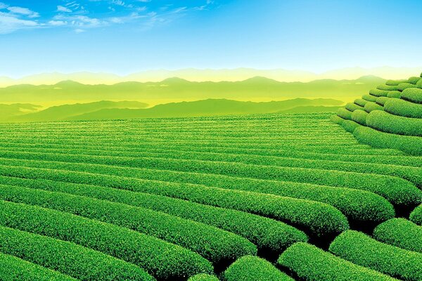 What does a tea plantation look like