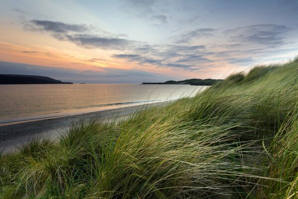 Dickes saftiges Gras am Meer