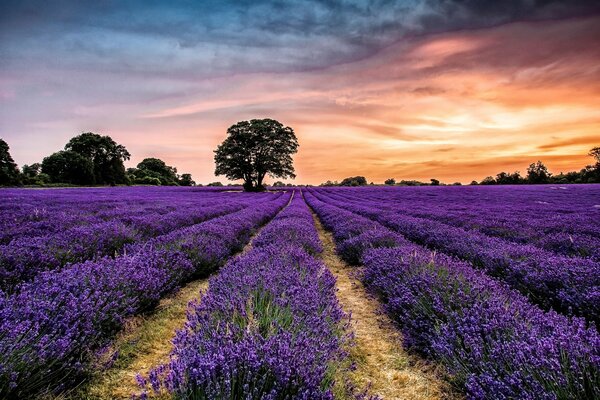 Lavender field on the background of sunset