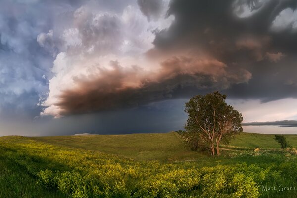 Cielo oscuro sobre un árbol en un campo