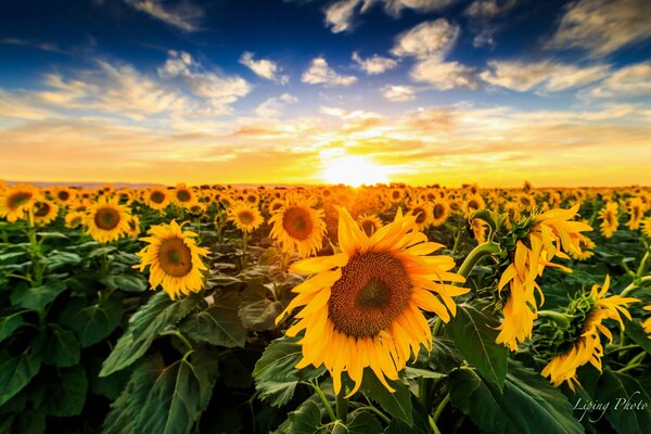 Muchos girasoles en el campo al atardecer