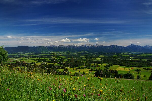 Flower field. Mountains on the horizon