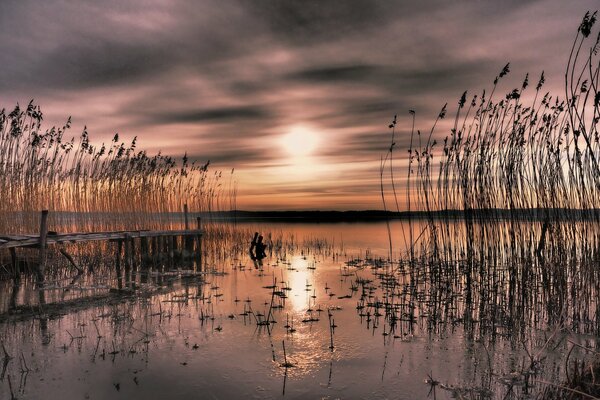 Bay with reeds at sunset in Sweden