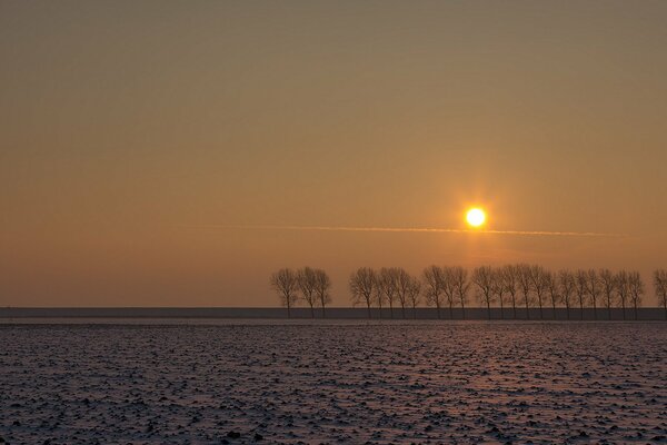 Distant trees in a field at sunset