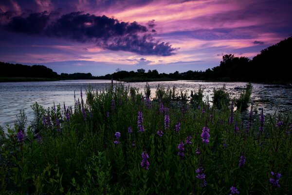 Bescheidene Wildblumen im Flusstal in Ontario