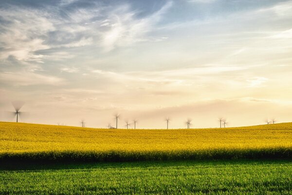 Gelbgrünes Feld mit Windmühlen