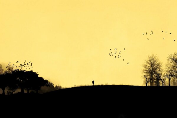 Silhouettes of a man and birds at sunset