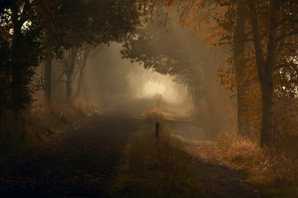 Neblige Herbststraße im Wald