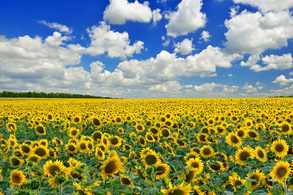 Tournesol sur le terrain avec ciel bleu et nuages