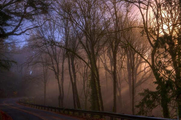 Der Weg durch den Wald im Nebel