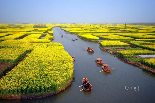 Campos de flores en el canal