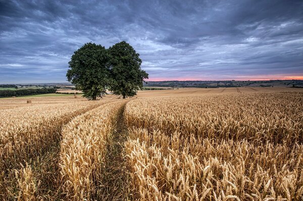 Deux arbres au milieu d un champ de blé