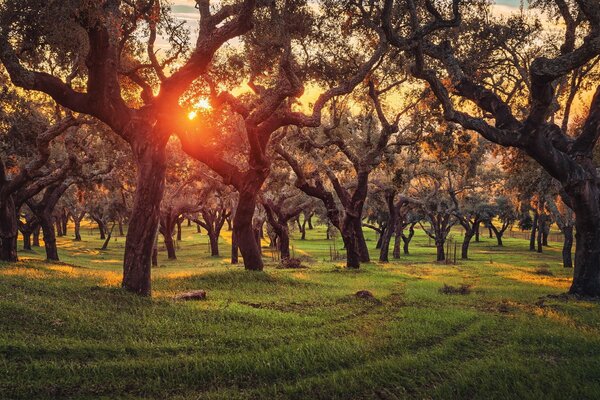 Coucher de soleil entre chênes plantés au Portugal