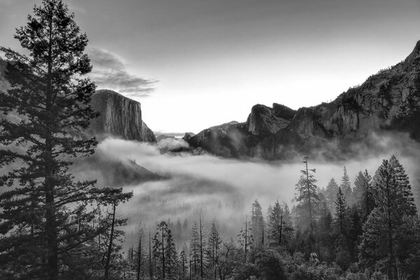 La nature forestière de la Californie à CHB