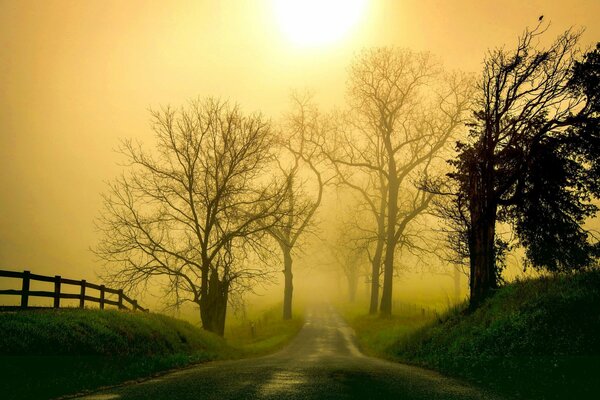 Bella foto della natura nella nebbia del mattino