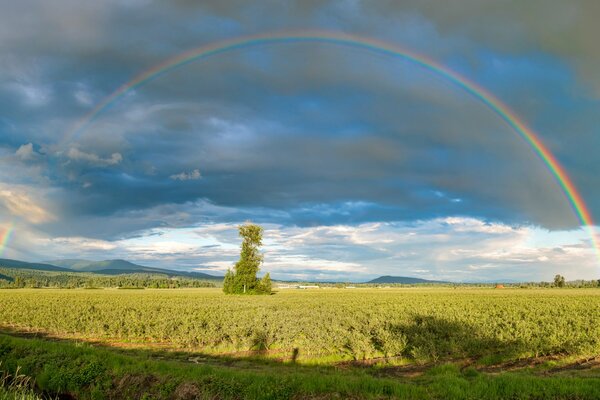 Arcobaleno su un campo verde in estate