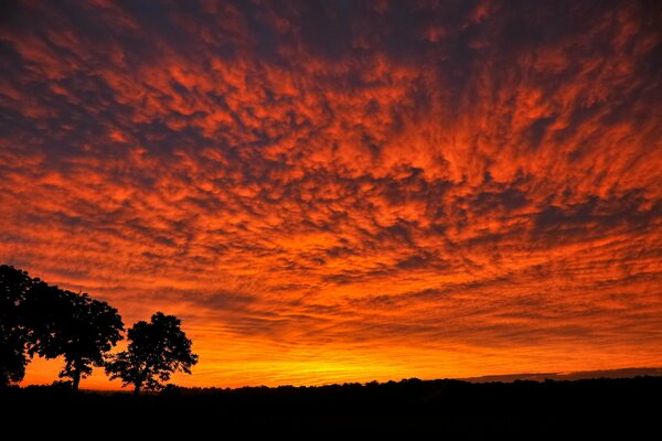 Einsame Silhouetten von Bäumen vor dem Hintergrund eines feurigen Sonnenuntergangs