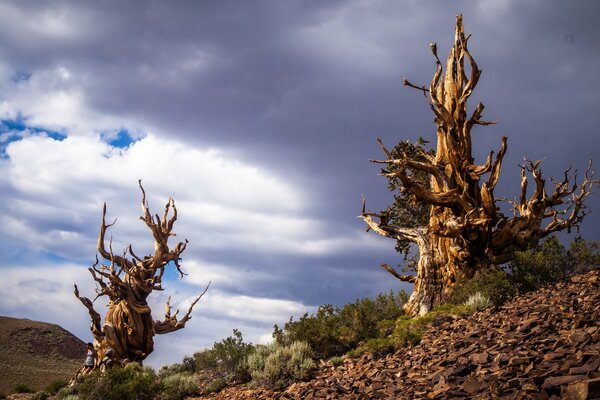 Bald trees in California and the sky