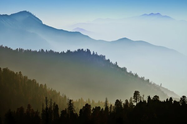 The tops of trees in the fog