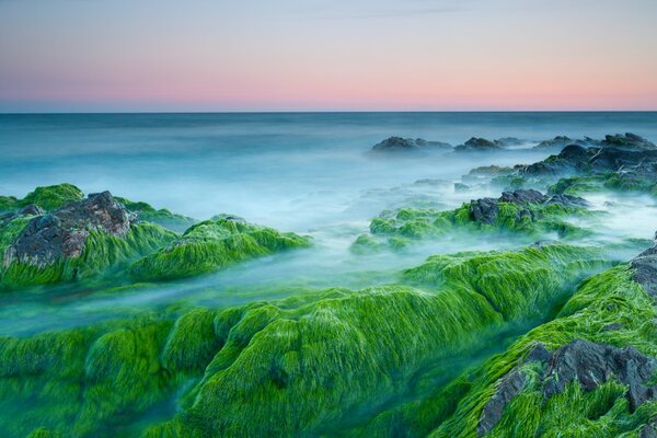 Ocean rocks covered with algae at dawn