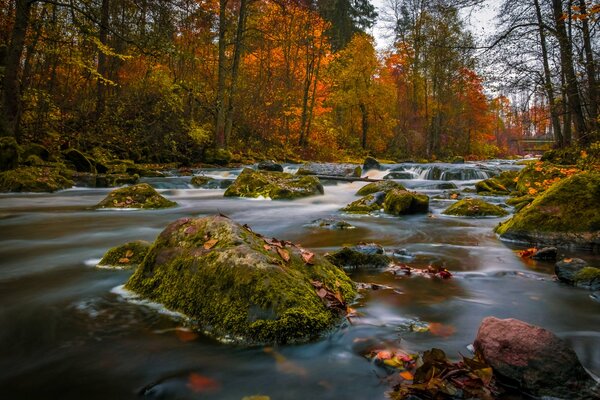 Finlandia en otoño, un río con piedras