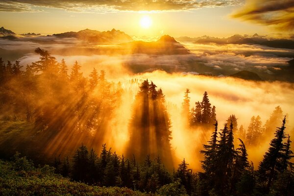 Sonnenstrahlen bedecken den nebligen Wald