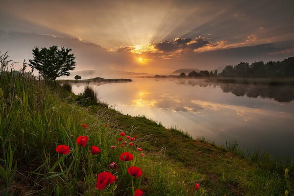 Red poppies on sunset background