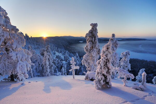 Panorama von schneebedeckten Bäumen in Finnland