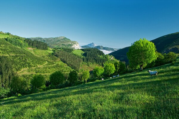 Algunas ovejas blancas en un pasto de montaña