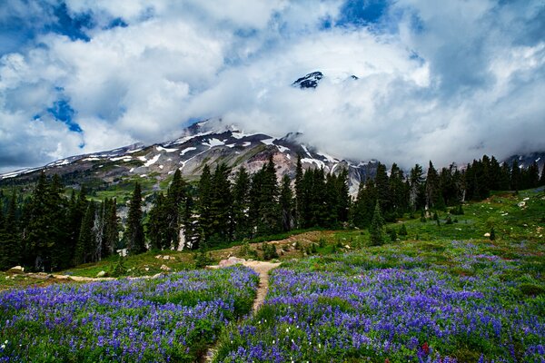 W Mount Rainier kwiaty na łące, widoczny Las