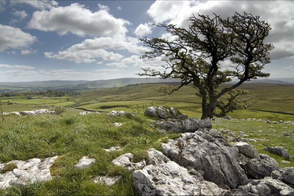 A tree standing alone against the background of a stone landscape