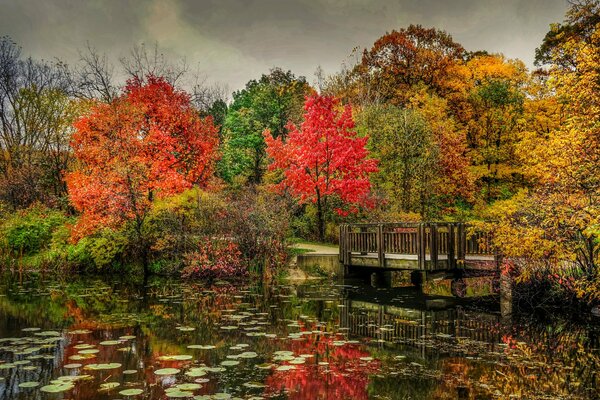 Herbst Natur Bäume Teich