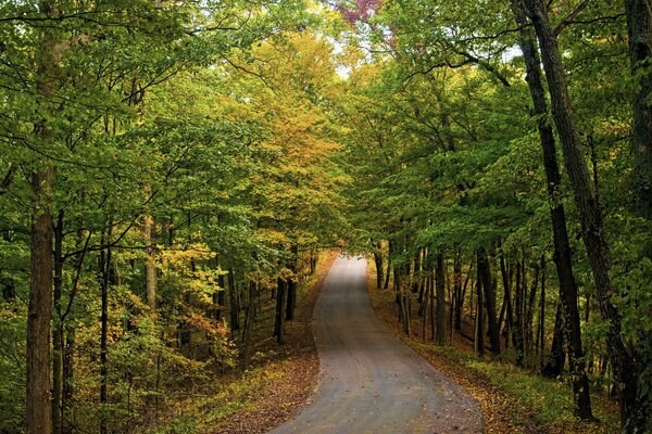 Strada automobilistica attraverso la foresta autunnale