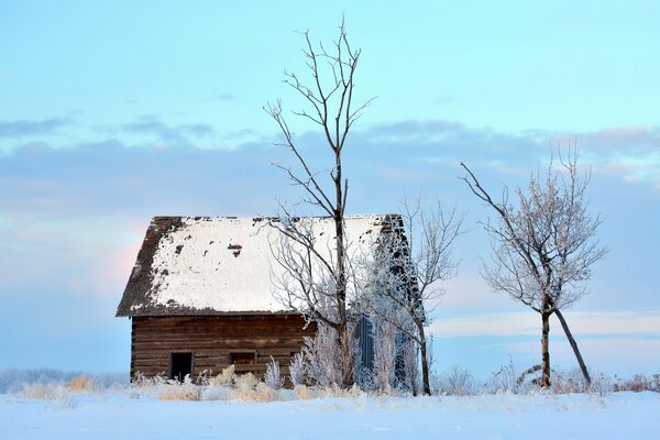 Drzewa i mały dom w śniegu